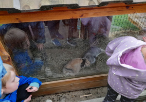 Zdjęcie przedstawia dzieci oglądające króliki.