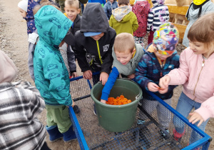 Zdjęcie przedstawia dzieci, które biorą z wiaderka marchewkę przygotowaną do karmienia zwierząt.