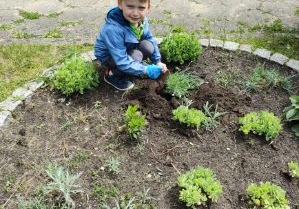 Zdjęcie przedstawia Dominika z grupy I wysadzającego roślinki na rabacie.