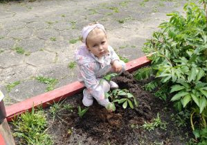 Zdjęcie przedstawia Jagodę L. z grupy I wysadzającą roślinki na rabacie.