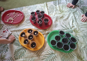 Zdjęcie przedstawia tace, na których znajdują się kubeczki wypełnione ziemią oraz umieszczone w kilku z nich nasiona fasoli.