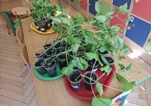 Zdjęcie przedstawia wyhodowane przez nas roślinki.
