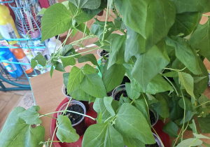 Zdjęcie przedstawia wyhodowane przez nas roślinki.