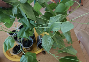 Zdjęcie przedstawia wyhodowane przez nas roślinki.