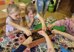 Zdjęcie przedstawia Jagodę L., Hanię F. oraz Natalkę M. wysiewające nasiona do skrzynki wypełnionej ziemią.
