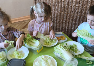 Zdjęcie przedstawia Oliwię z grupy III oraz Wandę i Stasia W. z grupy IV, którzy rwą kapustę pekińską na kawałki.