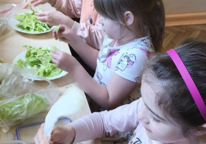 Zdjęcie przedstawia Marcelinę Ł., Alę W. i Klarę J. z grupy IV, które rwą kapustę pekińską na kawałki.