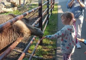 Zdjęcie przedstawia jedną z dziewczynek z grupy III karmiącą wielbłąda.