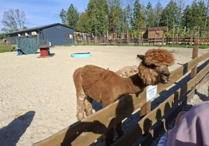 Na tym zdjęciu widać alpakę mieszkającą w mini zoo.