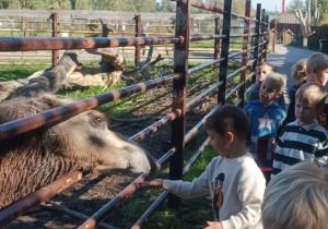 Zdjęcie przedstawia dzieci podczas karmienia zwierząt.