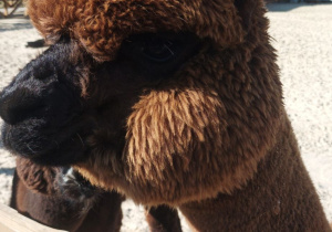 Zdjęcie przedstawia alpakę mieszkającą w mini zoo.