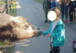 Zdjęcie przedstawia jednego z chłopców karmiącego wielbłąda.