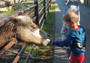 Zdjęcie przedstawia dzieci karmiące wielbłąda.