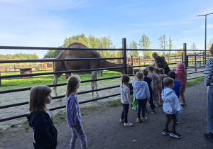 Zdjęcie przedstawia kilka dziewczynek w mini zoo przy wielbłądach..
