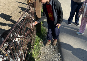 Zdjęcie przedstawia Adasia W. karmiącego kozy.